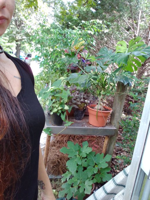 When I'm not pornhub hoeing I'm garden hoeing. Here's a handful of my #plants . I #love them so much<a href="/tag/love"class="tags"><span>#love</span></a><a href="/tag/plants"class="tags"><span>#plants</span></a>