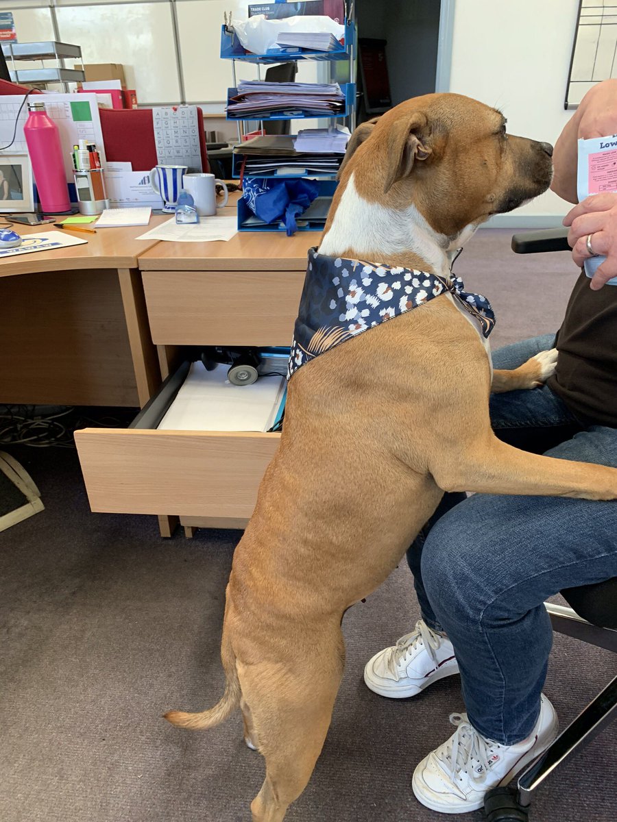 judy chapman tweet media