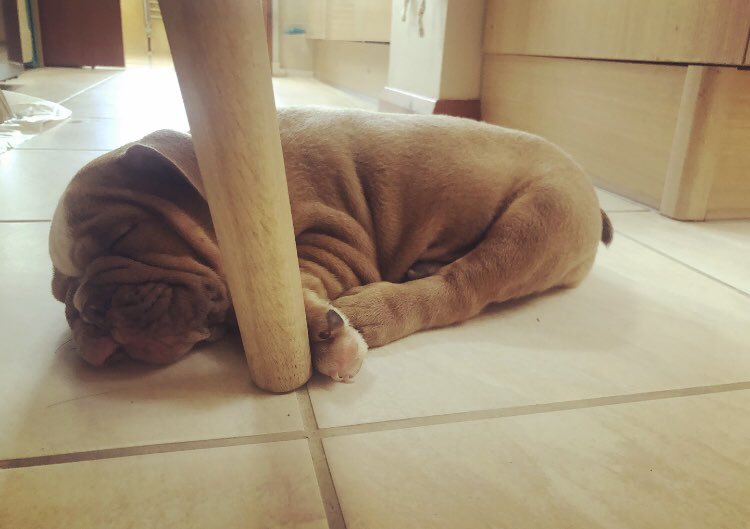 Saida Perez Perez (@saidaperezpere1) on Twitter photo Much needed siesta after playtime β¨πΎ #NursesActive #ImperialActive <a href="/Imperialpeople/">Imperial People π</a> <a href="/MarcelleTauber/">Marcelle Tauber-Gilmore, RGN, BSc, MSc ππ</a> @PearlIsobel <a href="/WeNurses/">WeNurses π</a> @MLU_1981 Much needed siesta after playtime β¨πΎ #NursesActive #ImperialActive <a href="/Imperialpeople/">Imperial People π</a> <a href="/MarcelleTauber/">Marcelle Tauber-Gilmore, RGN, BSc, MSc ππ</a> @PearlIsobel <a href="/WeNurses/">WeNurses π</a> @MLU_1981
