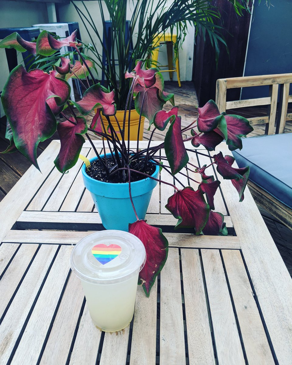 CW_CantinaDC's tweet photo. DRIFT IS OPEN FOR BRUNCH 🥓 
COME GET A FRESH SQUEEZED LEMON CRUSH &amp; ENJOY THE VIBE😎

https://t.co/WqUzAHL5k6
📞 202-627-2371
12PM-10PM

#GetMyDrift #driftdc #crushinPetworth 
#HomeInStead 
 #petworth #dceats #beach 
#dcbars  #farmtotable #beachbar  #deckbar #rooftop #rooftopdc https://t.co/gyZdydpSjg