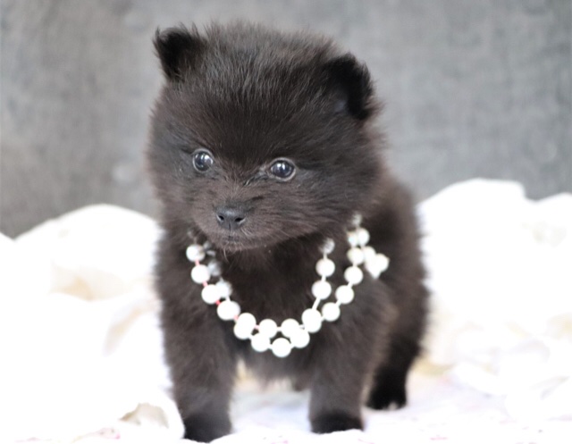 LunaPoms's tweet image. LunaPoms 
973 590 8564
🇺🇸 Hartford CT
Pet Nanny delivery 
Or Pickup in person 
Stunning black Poms 
Import parents 
Hobby breeders 2000
Rare smaller than standard