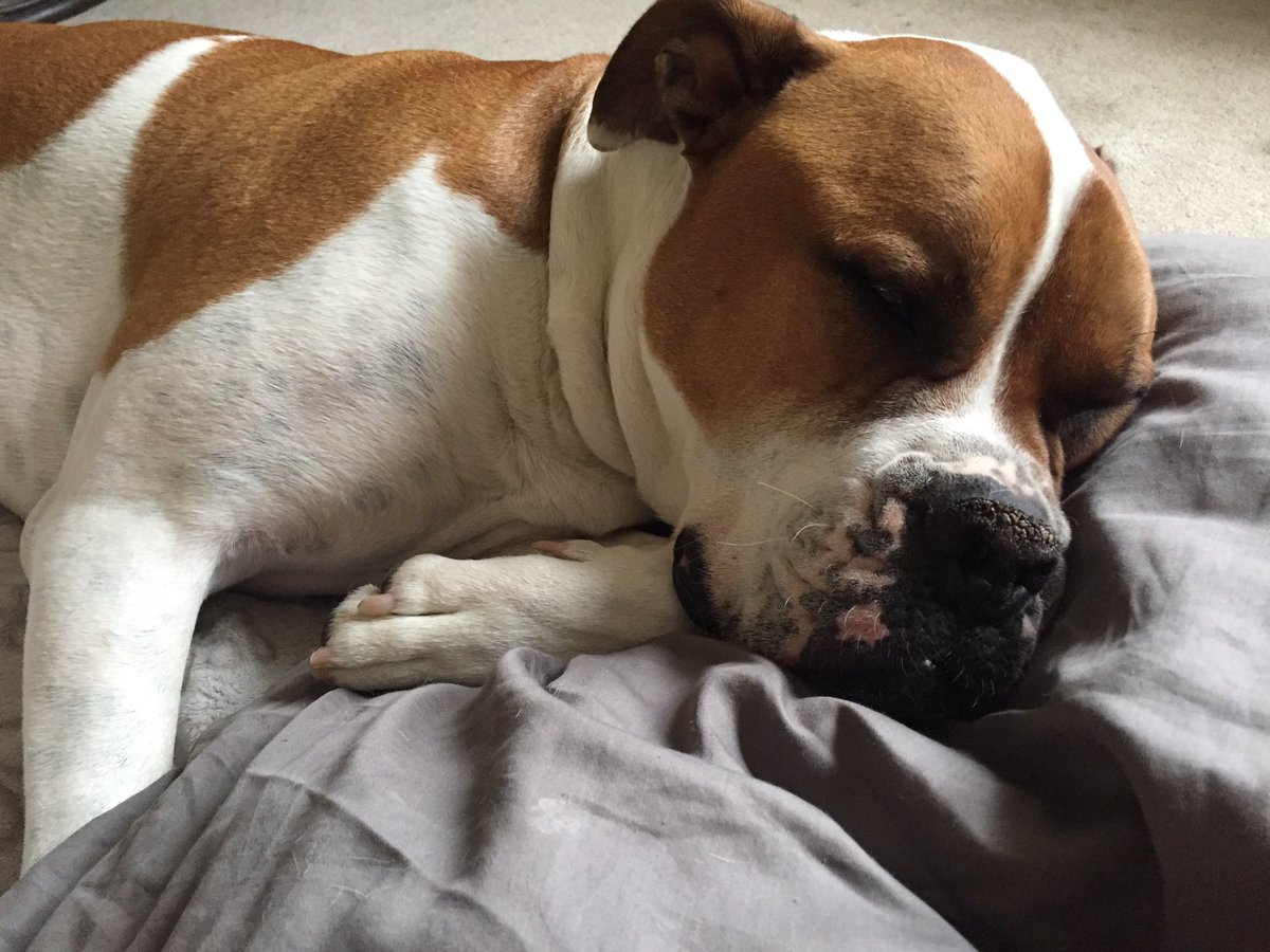 Fur Kid Boo tweet media