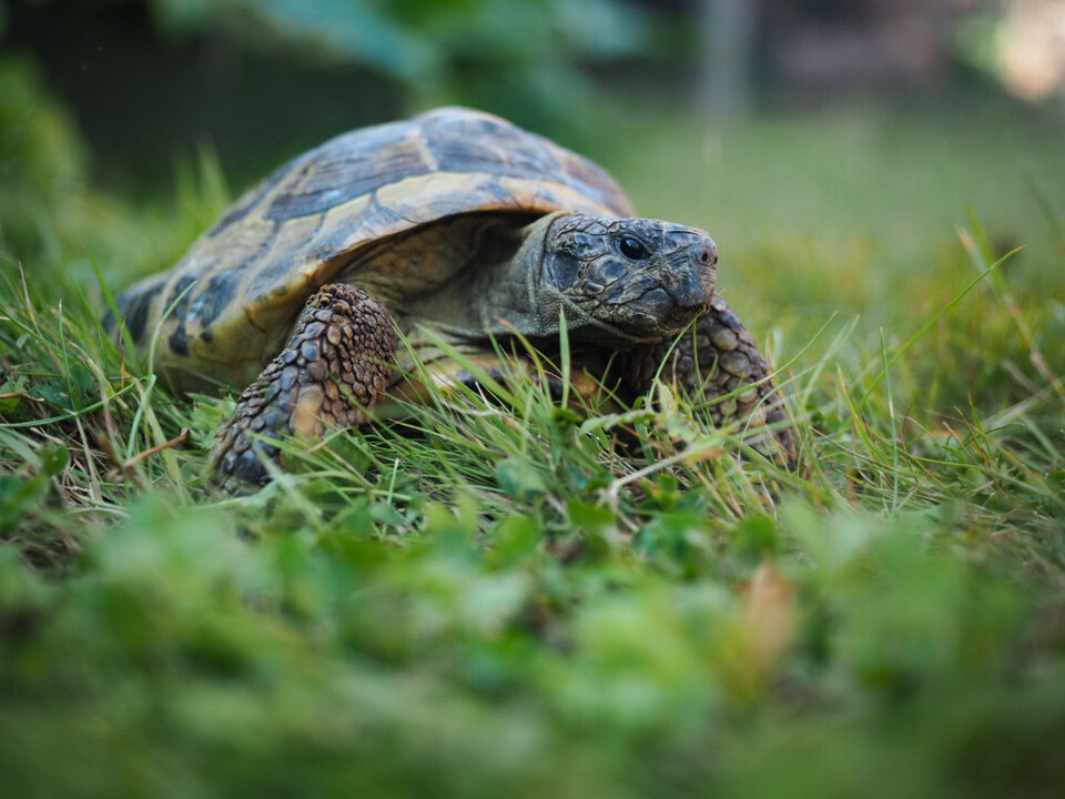 If you've got a four-legged friend at home, take a look at our latest blog from <a href="/daisyduked/">Daisy Dickinson</a> on how to capture pet portraits – the perfect weekend project olympus-imagespace.co.uk/perfect-pet-pi… #LearnWithOlympus