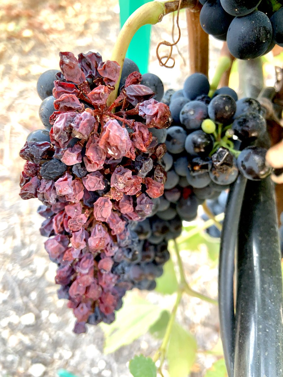 RussellVine1981's tweet photo. More heat damage. The vine on the left the leaves totally stressed out and this cluster was partially turned to raisins https://t.co/kZLiVAhcUN