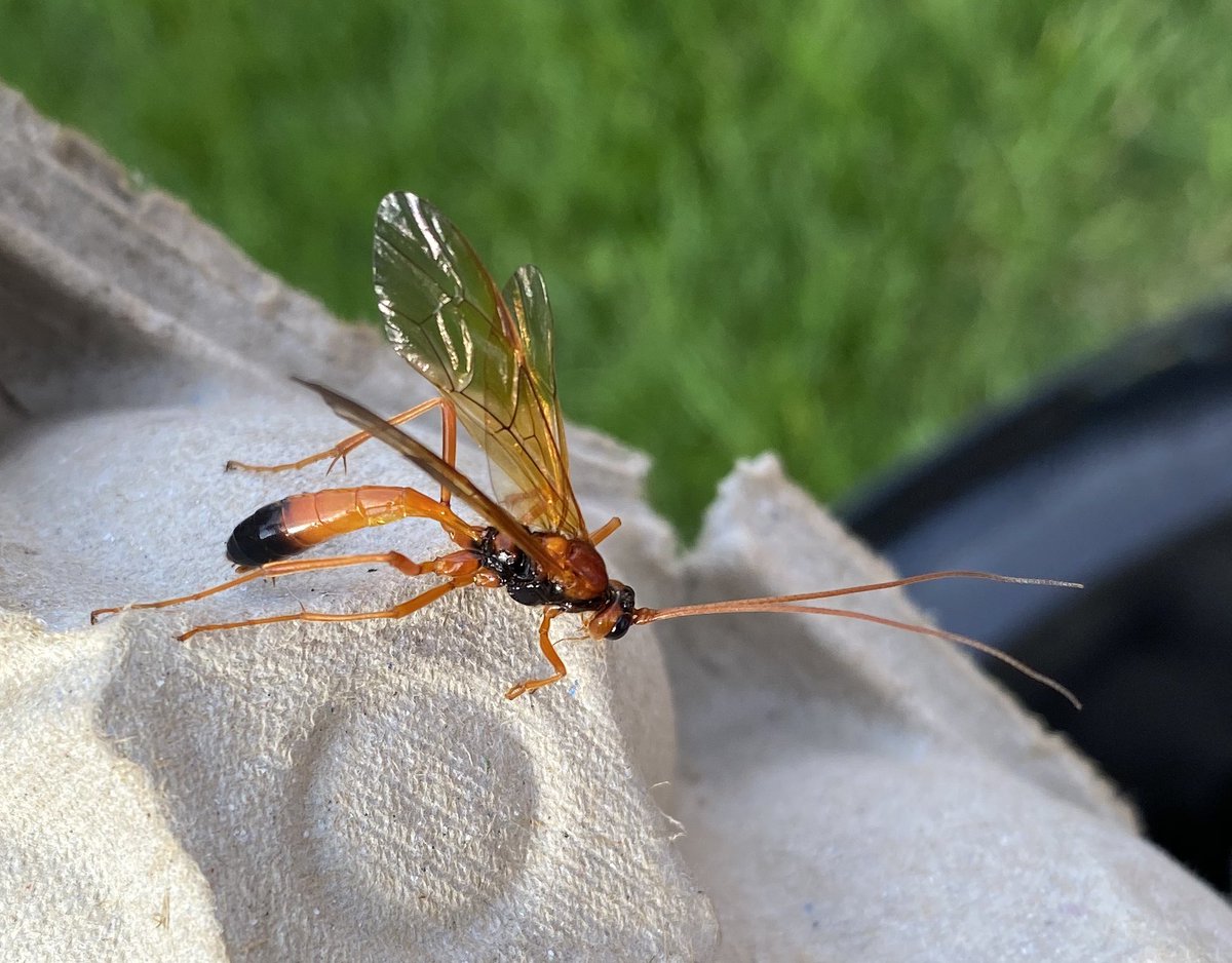 I had this Opheltes glaucopterus at light last night at Cofton Park. A superb looking ichneumon wasp. Only 13 records on the NBN on-line Atlas!