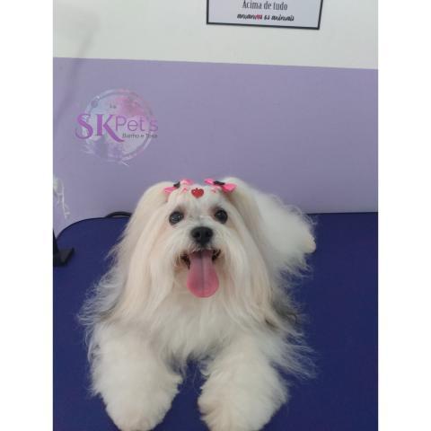 skpetsoficial's tweet photo. ⭐ Chiquinha e seus laços cor de rosa 😍

#boatarde #chiquinha #chaves #instapet #cachorros #amocachorroa #trabalhos #serviços #tosaebanho #tosador #skpetsofici #marketing #petshop #lovedogs #work #likepet #likesforlike #folowme #sdv #f4f #goodafternoon https://t.co/n4Jsb1TkM1