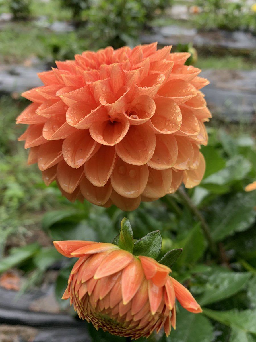 Have you checked out the Shangrila Farm Dahlia and Grape Festival yet?  It is well worth a visit shangrilafarm.ca