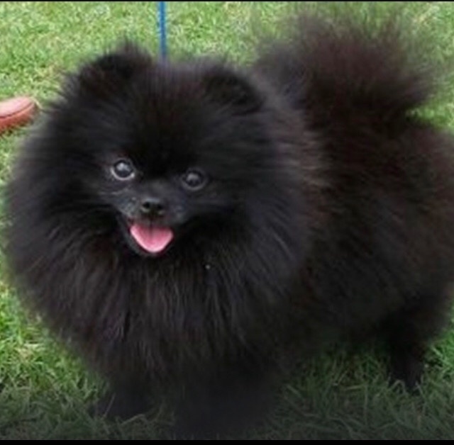 LunaPoms's tweet image. LunaPoms 
Hartford CT 
973 590 8564
Import parents 
Puppies ready to 
Reserve 🐾🐾