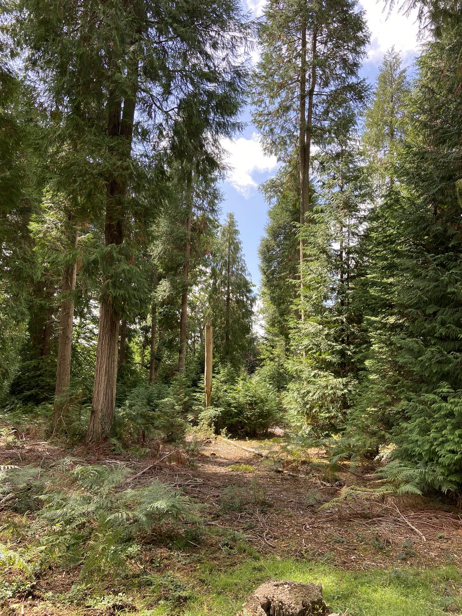 Love living in the New Forest. Thank god I know the quieter spots though as it was really busy here today. #NewForest #everyonewantstovisit