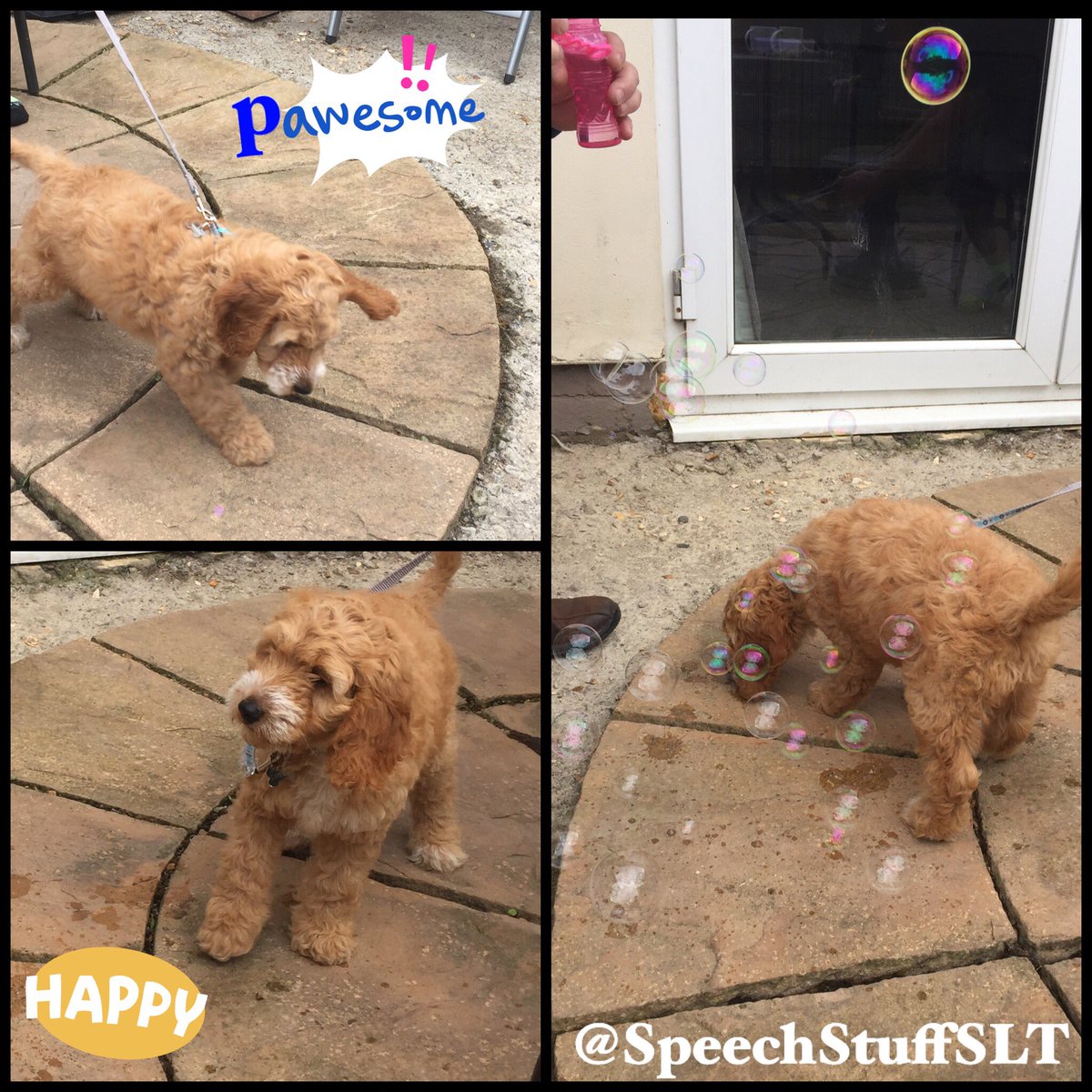 I love bubbles! They are so versatile and a great opportunity for developing children’s attention & language skills. 

Our #puppy Barney had lots of fun exploring bubbles for the first time this afternoon. He says it was #pawsome! 

#bubbles #childspeech #childlanguage #puppyfun