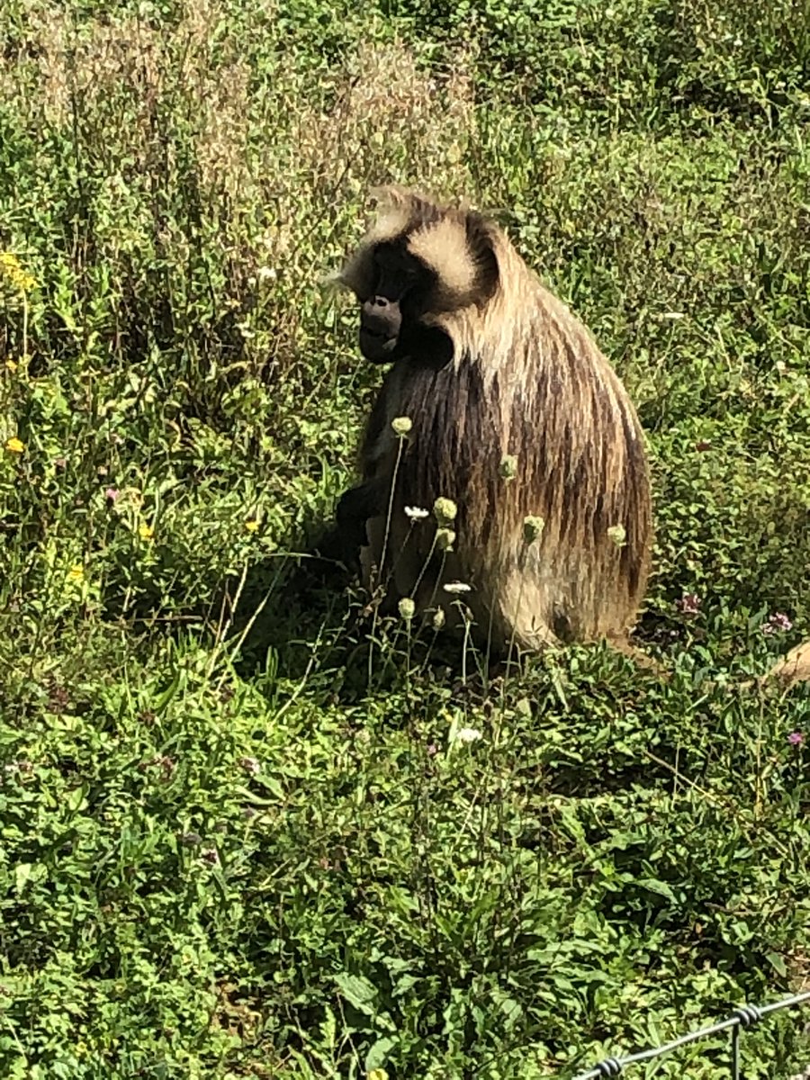 PippaCan's tweet photo. We visited a new animal-based attraction today. For the first time, Pippa asked to take her phone so she could take photos. She enjoyed taking pictures of the animals, particularly this monkey 🐒. #Downsyndrome #familydayout #wildplaceproject #wouldntchangeathing https://t.co/Bel5vpvuD4