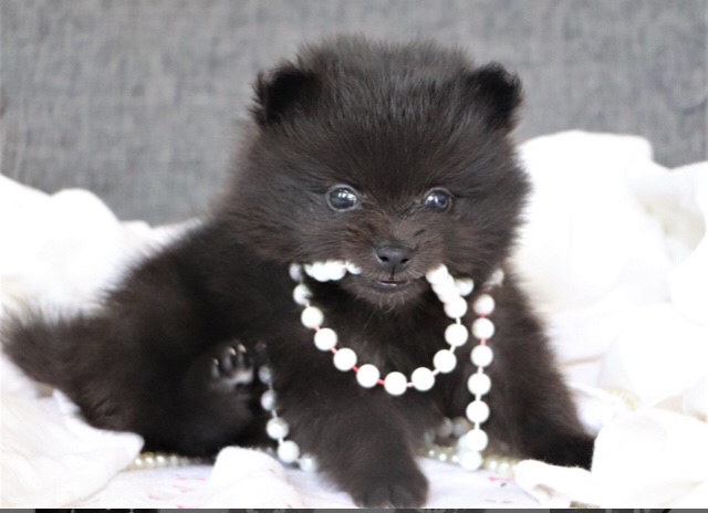 LunaPoms's tweet image. LunaPoms