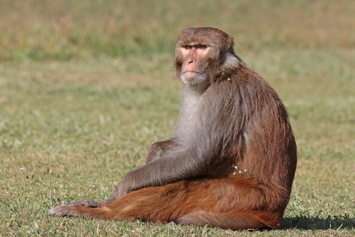 Meet Rhesus macaque.  https://en.wikipedia.org/wiki/Rhesus_macaque It is native to among other places India, Bangladesh, Pakistan, Afghanistan...Afghanistan, the land of Lapis Lazuli...And just East of Afghanistan is Indus river valley...Hmmm...Is this a poetic freedom...