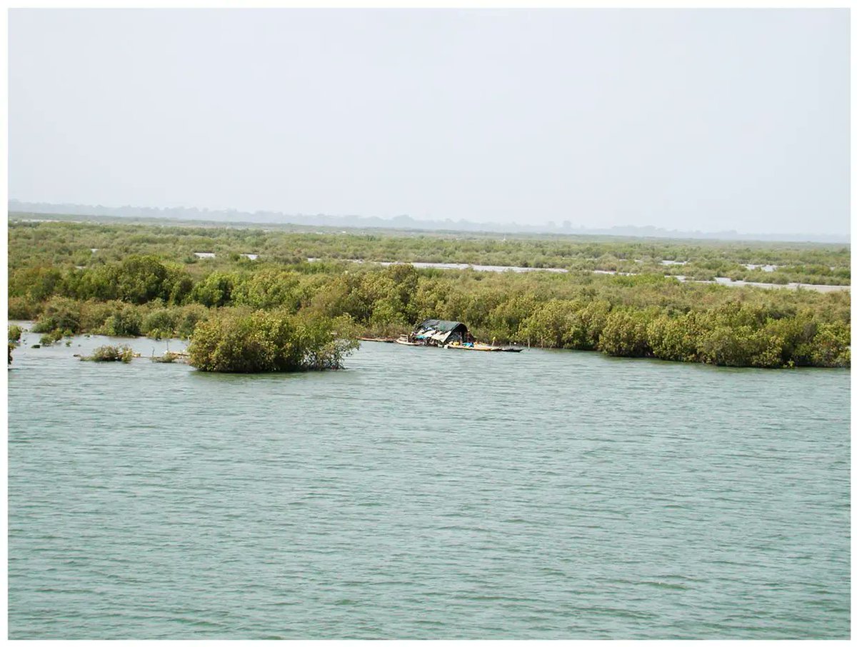 sylayesy's tweet photo. Le #fleuve #casamance,  les nombreux #bolongs et #lagunes constituent 1vrai tresor pour la casamance. La vie sociale et économique s’organise autour.
Palmeraies, forêts et mangroves tapissent les îles portant des rizières
@Macky_Sall @elhadjkasse @aliounetine16 @mawlaaya #kebetu https://t.co/DSLs0Hicel