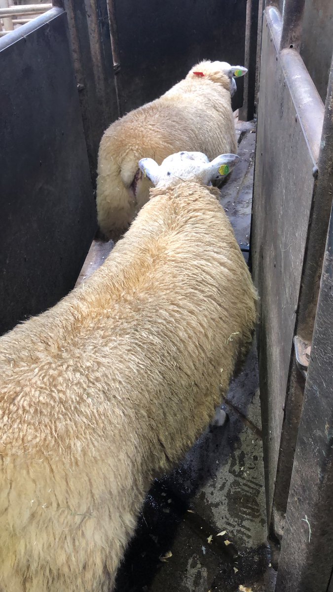 Great day at the <a href="/SheepIreland/">Sheep Ireland 🌟🌟🌟🌟🌟</a> multi breed sale. Fantastic display of sheep on offer across all breeds. Thanks to all the staff that work hard to make the event happen. Thanks to the buyer both in house &amp; online, hope your new rams preform to their potential.