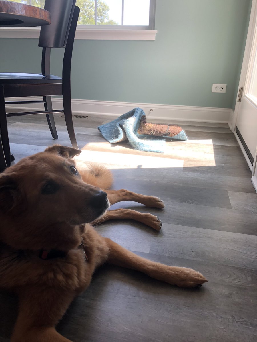 DamianSerbu's tweet photo. Akasha and I disagree about the placement/display of the back mat. You can see who usually wins the argument . . . #DoginCharge #dogslife https://t.co/8TX5xh6M4R