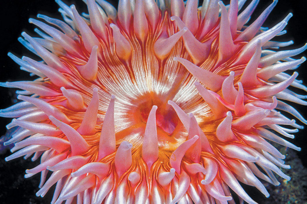  @hhlouise Sea anemone