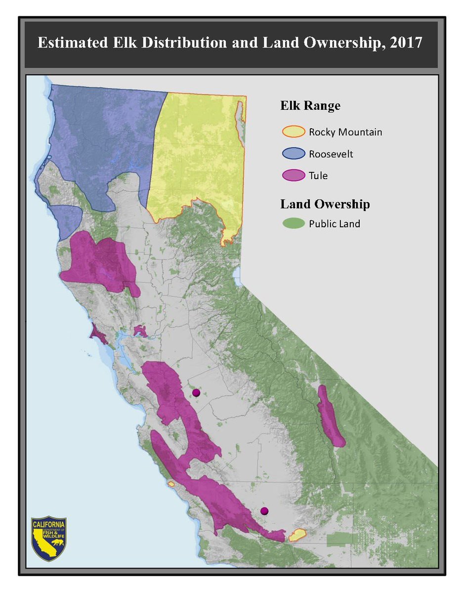 Here's why: 1st here is the current elk species range and presence along California. Then here's the deer range.(Photo credit CDFW). It is reasonable to assume that wolves will likely follow deer more than elk due to their abundance. That may not necessarily be a bad thing BUT.