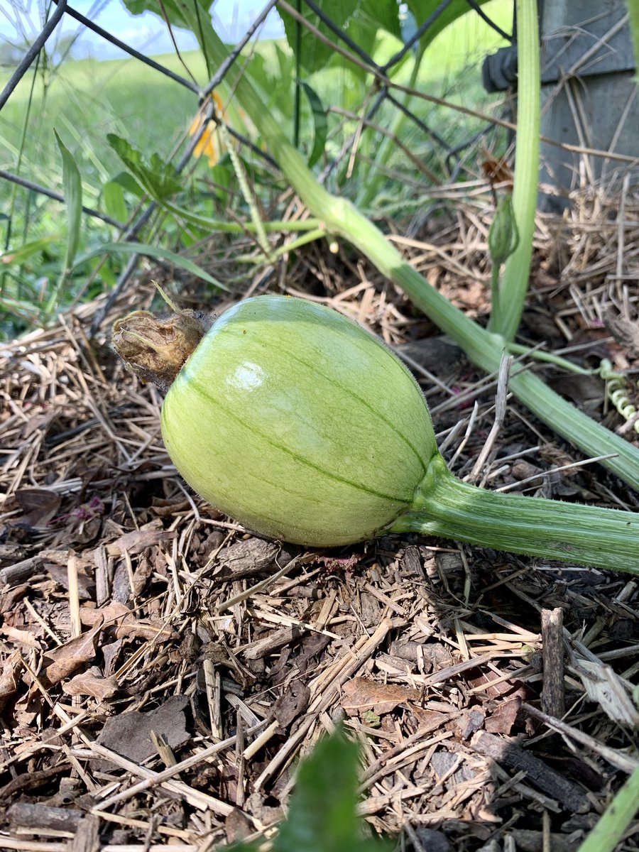 Holy shit! We got some young pumpkins  now to keep the pests off of them 