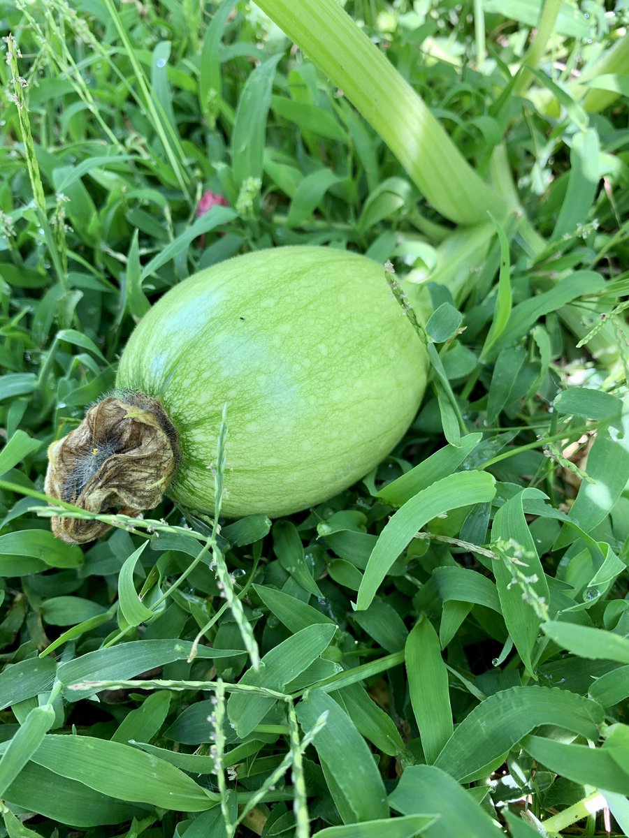 Holy shit! We got some young pumpkins  now to keep the pests off of them 