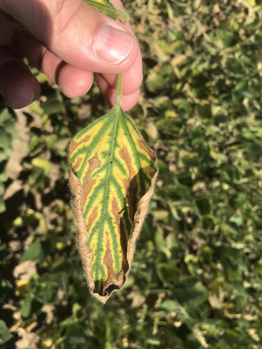 The “sudden” in Sudden Death Syndrome (#sds) is very real.  A week ago symptoms were hardly evident.  This week not so much.  Use resistant varieties and consider  #Ilevo seed treatment to manage it. <a href="/PioneerSeedsCA/">Pioneer Seeds Canada</a> sales reps can help.