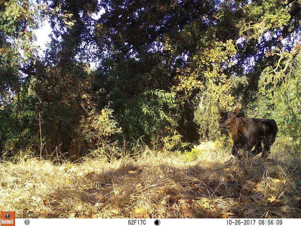 As it so happens cows often require flatter land and although sheep and goats don't, humans who tend to them will likely prefer flatter land or more gentle hills. So it is an inevitability that wolf-livestock conflict will occur as wolf population increases in California.