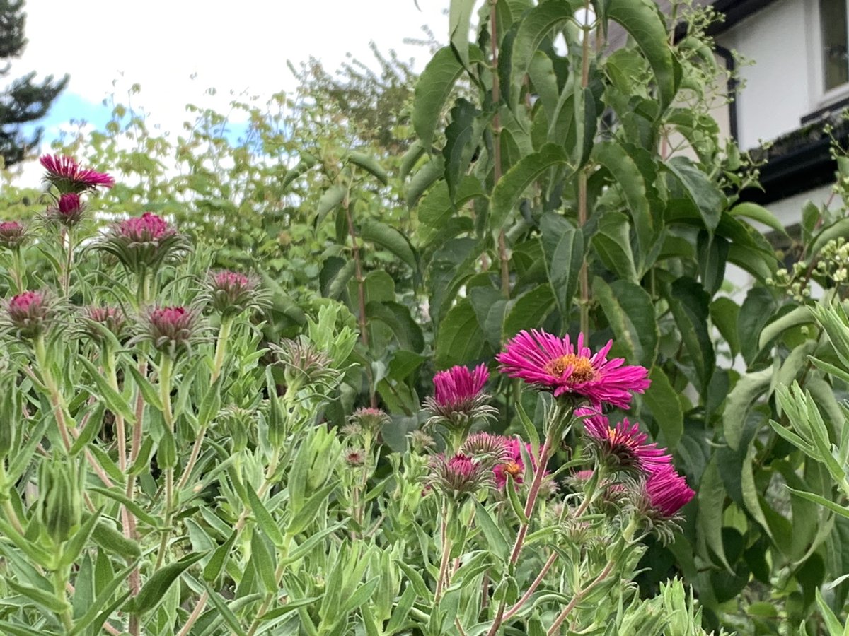 The asters are starting to flower at last #latesummer #latesummercolour #pink #gardening