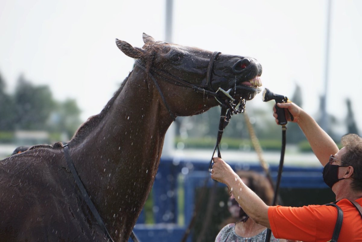 WoodbineTB's tweet photo. What’s cooler than being cool? #GoPinkyGo #BetWoodbineTB https://t.co/DOz0H1Ckz9