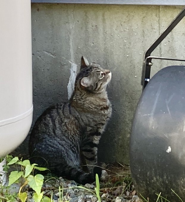 My cat ❤️🤗 https://t.co/0MlqRqAZ9o<a href="/tag/kink"class="tags"><span>#kink</span></a>