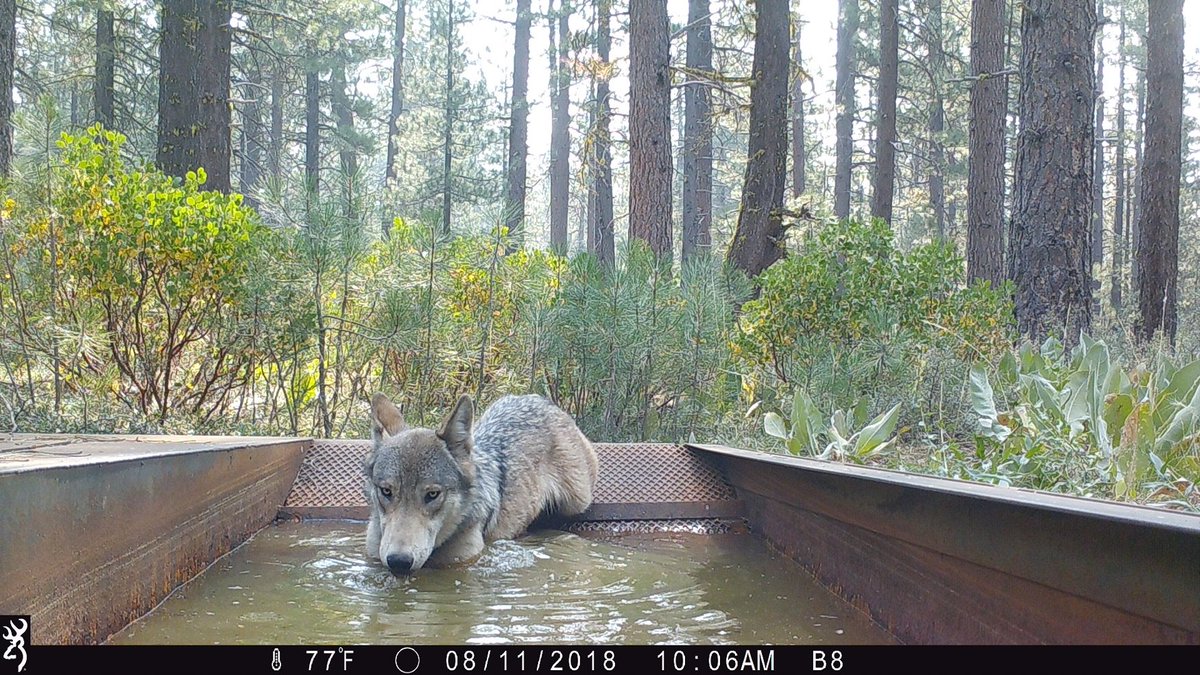 I keep an eye out on the wolf recovery here in California because I have a soft spot for wolves but also because professionally I believe they will be a big challenge to livestock producers, government agencies, conservation orgs and various other stakeholders. Photo credit CDFW