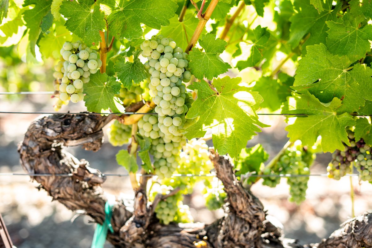 Almost time for harvest! Counting down the days! #rubyhill #rubyhillwinery #rubyhillwines #grapes #vineyards #livermorevalley #livermorevalleywines #bayareawines