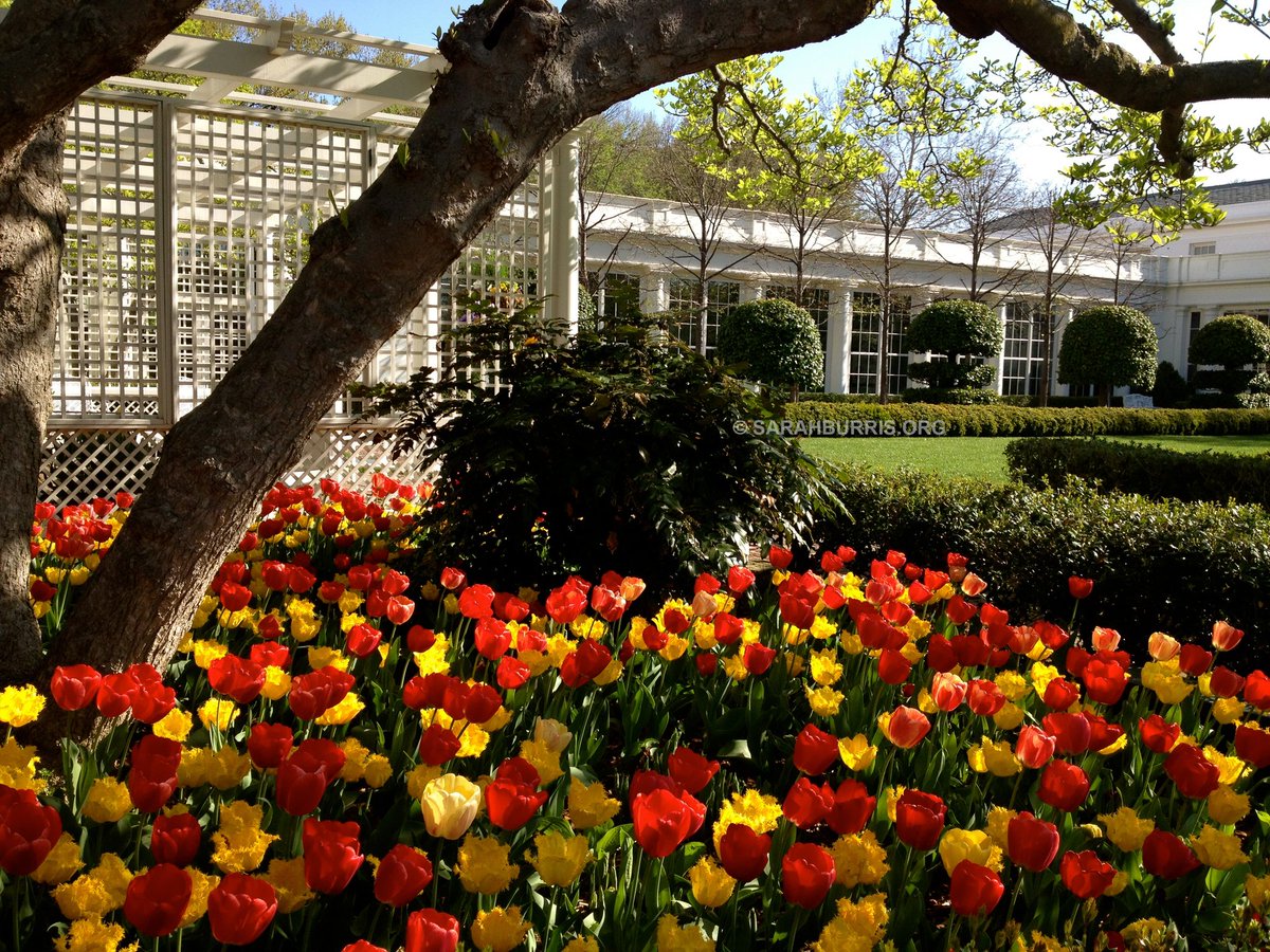 Remembering the White House Rose Garden