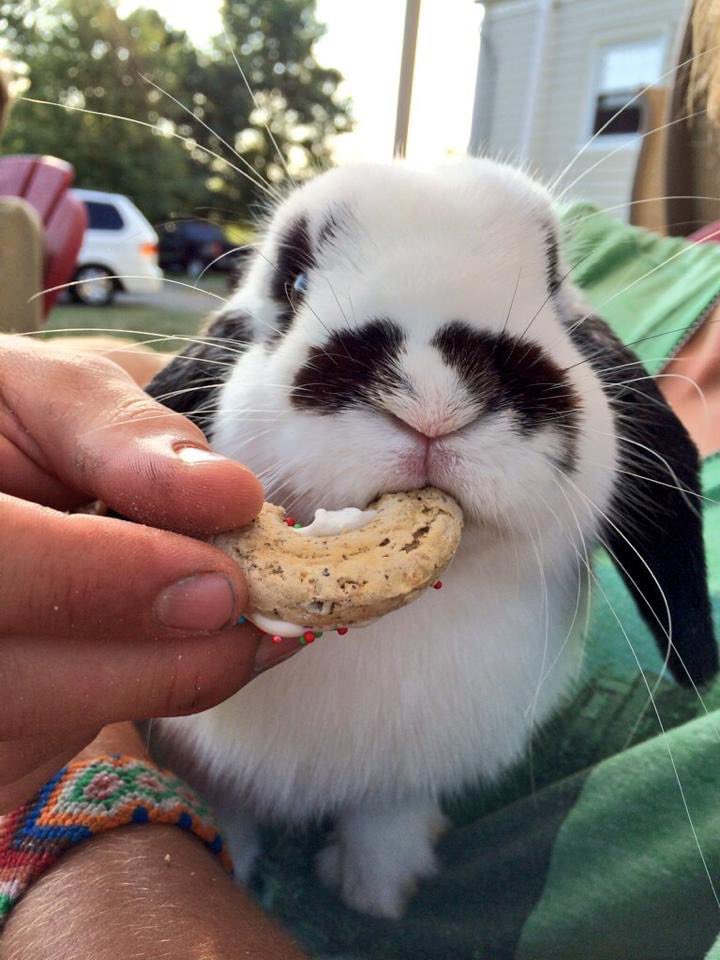 Bunny buns 5 years ago today. Miss him so much