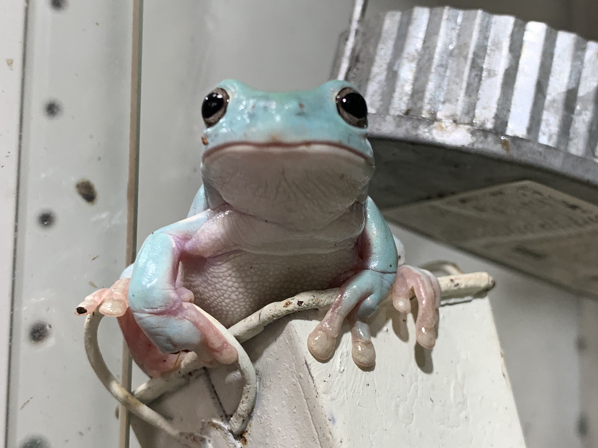 ぴよ カエルと暮らす Twitter પર うちのイエアメの中で1番顔が可愛いルリちゃん 何してても可愛い T Co Eupr4czzmv Twitter