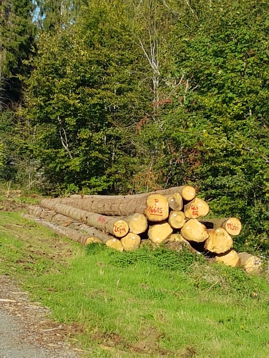 Leenderheide's tweet photo. @fenokkio @TimmermansEU Fenna er is echt meer aan de hand. Er wordt zeer grootschalig gekapt op de #veluwe #malpie #grotepeel en de onze best beschermde natuur en ons enige bos alsmede unieke heide/boslandschappen #leenderheide #kempischplateau #grooteheide #strabrechtseheide https://t.co/81A7CvzzhB