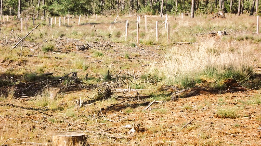 Leenderheide's tweet photo. @fenokkio @TimmermansEU Fenna er is echt meer aan de hand. Er wordt zeer grootschalig gekapt op de #veluwe #malpie #grotepeel en de onze best beschermde natuur en ons enige bos alsmede unieke heide/boslandschappen #leenderheide #kempischplateau #grooteheide #strabrechtseheide https://t.co/81A7CvzzhB
