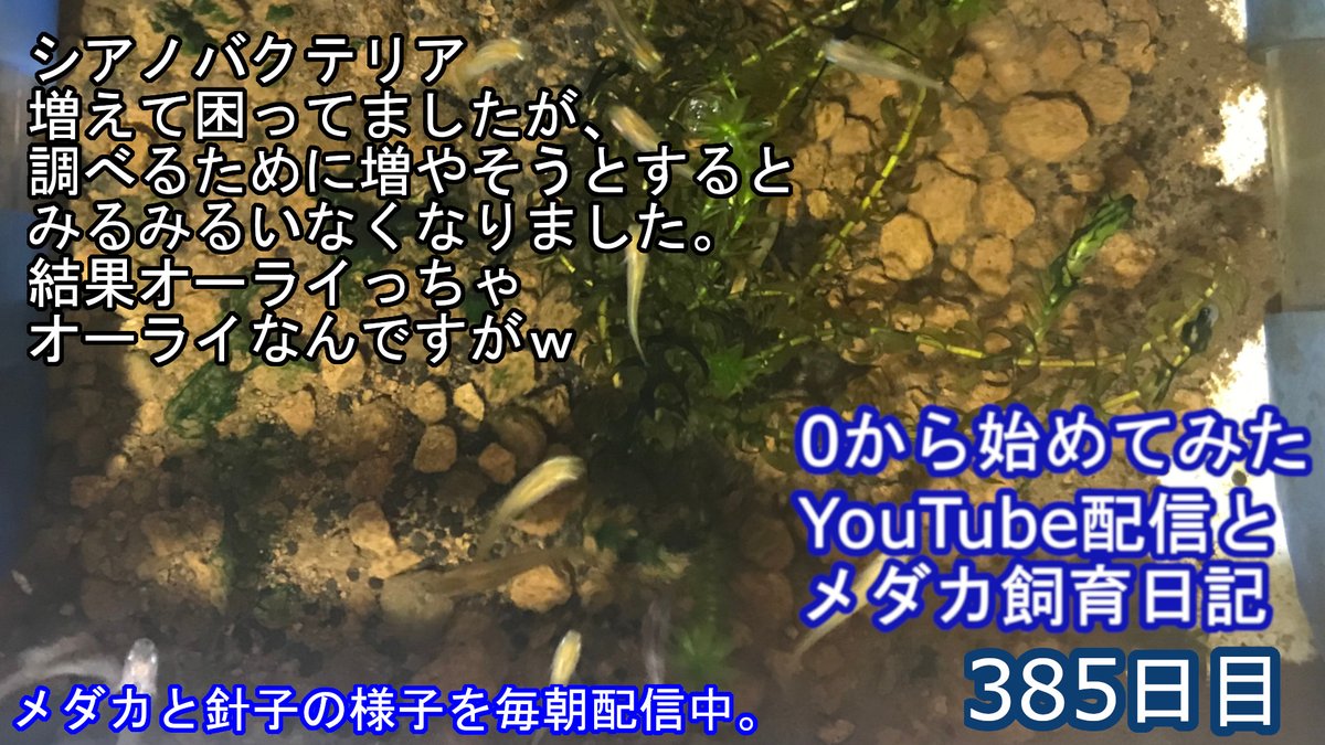 シアノバクテリア
