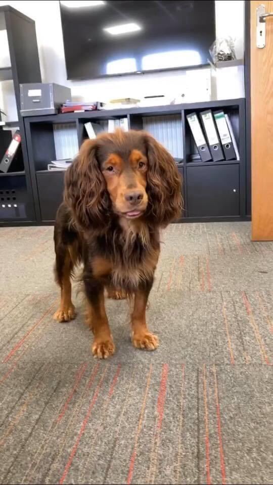 rosieDoc2's tweet photo. Please RT 
‼️3x #spaniels STOLEN from my dads car at M&amp;S #carpark ‼️#owlcotes #Pudsey!!Toby on left very distinctive. Coco on right Absolutely disgusting. Pls help us if you can TY😞

https://t.co/9c5D66uuI2

@bs2510 @beautys_legacy @KBeanbag @blacklab115 @MissingPetsGB https://t.co/8NECjVw7dH