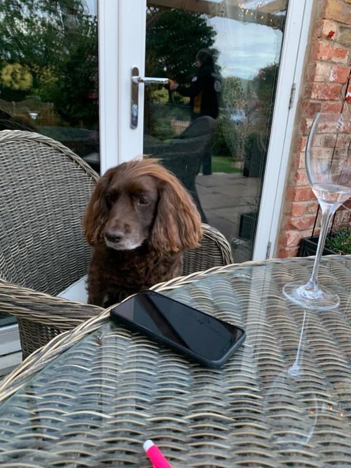 rosieDoc2's tweet photo. Please RT 
‼️3x #spaniels STOLEN from my dads car at M&amp;S #carpark ‼️#owlcotes #Pudsey!!Toby on left very distinctive. Coco on right Absolutely disgusting. Pls help us if you can TY😞

https://t.co/9c5D66uuI2

@bs2510 @beautys_legacy @KBeanbag @blacklab115 @MissingPetsGB https://t.co/8NECjVw7dH