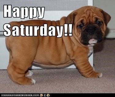 Happy Spa Dogs tweet media