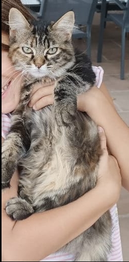 Missing Animaux 81 22 08 Perdue Chatte Tigree Poils Mi Longs A Cambon Nila Collier Rose Avec Tel Contact T Co Jdcml8rm8x Tarn Chat T Co 52m0f8i714