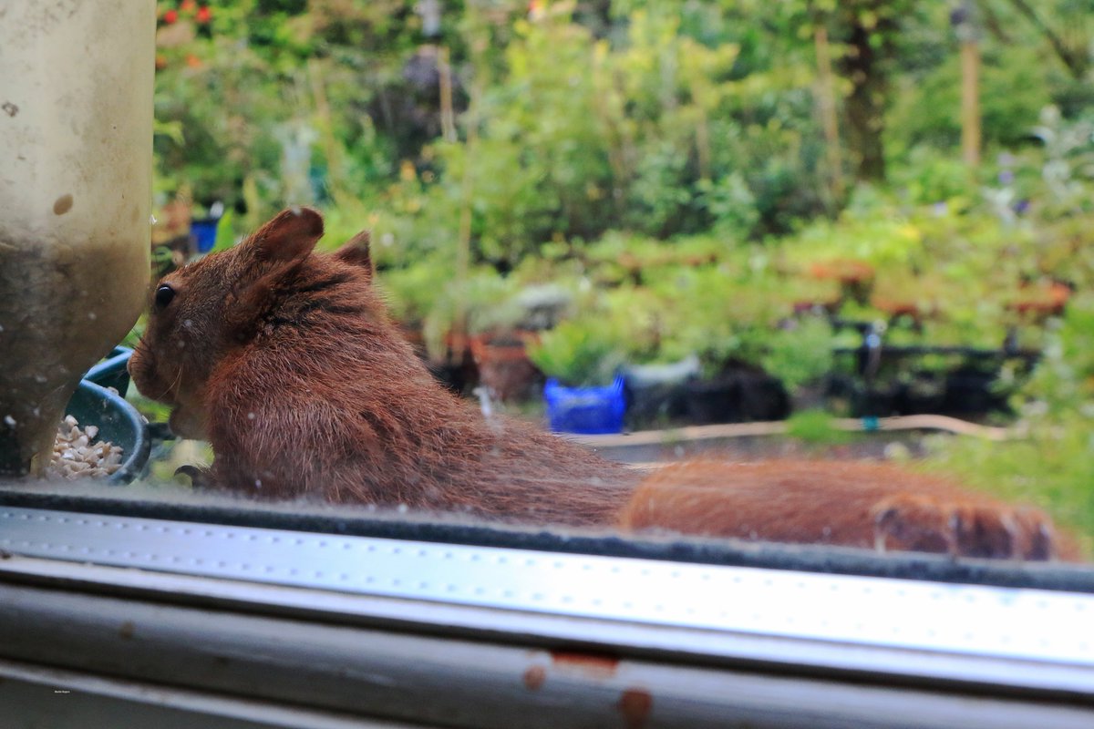 Martin Rogers tweet media