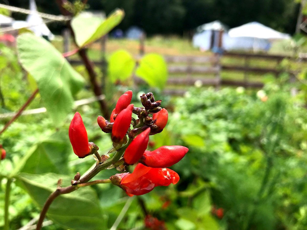 Some great shots of #StopHS2 Crackley woods camp veggy garden - grown by permaculture #EarthProtectors trying protect trees from #HS2