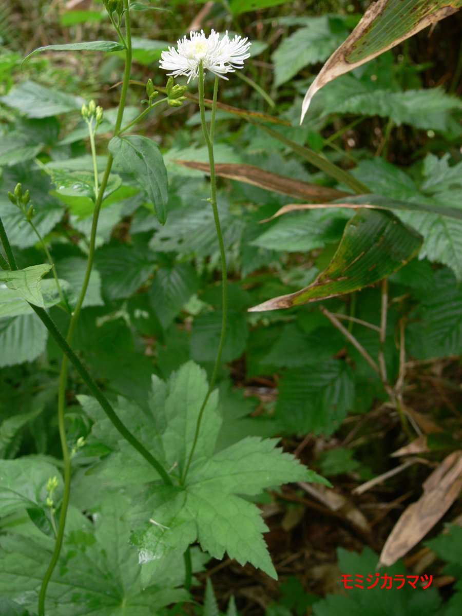 Doiken V Twitter 自分が撮った自然の写真を毎日1枚づつ上げ続けるチャレンジ 32 46日目 モミジカラマツ カラマツソウの花って なんでもない花なんだけど 水滴がつくといい感じになるし それだけで自分の中では好感度高い あと もみじに例えられる葉の形もわりと