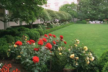 Some of the roses of the White House Rose Garden before Trump