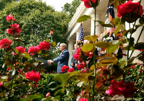 Some of the roses of the White House Rose Garden before Trump