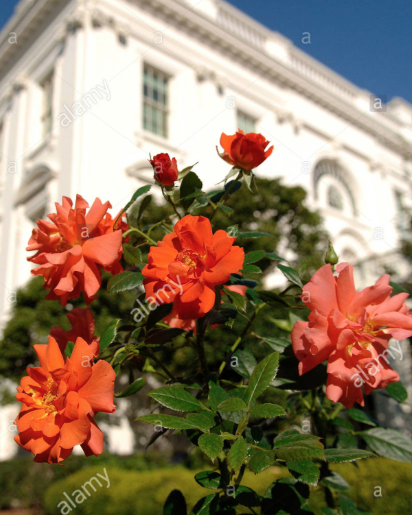 The photo on the left is known as the Laura Bush rose