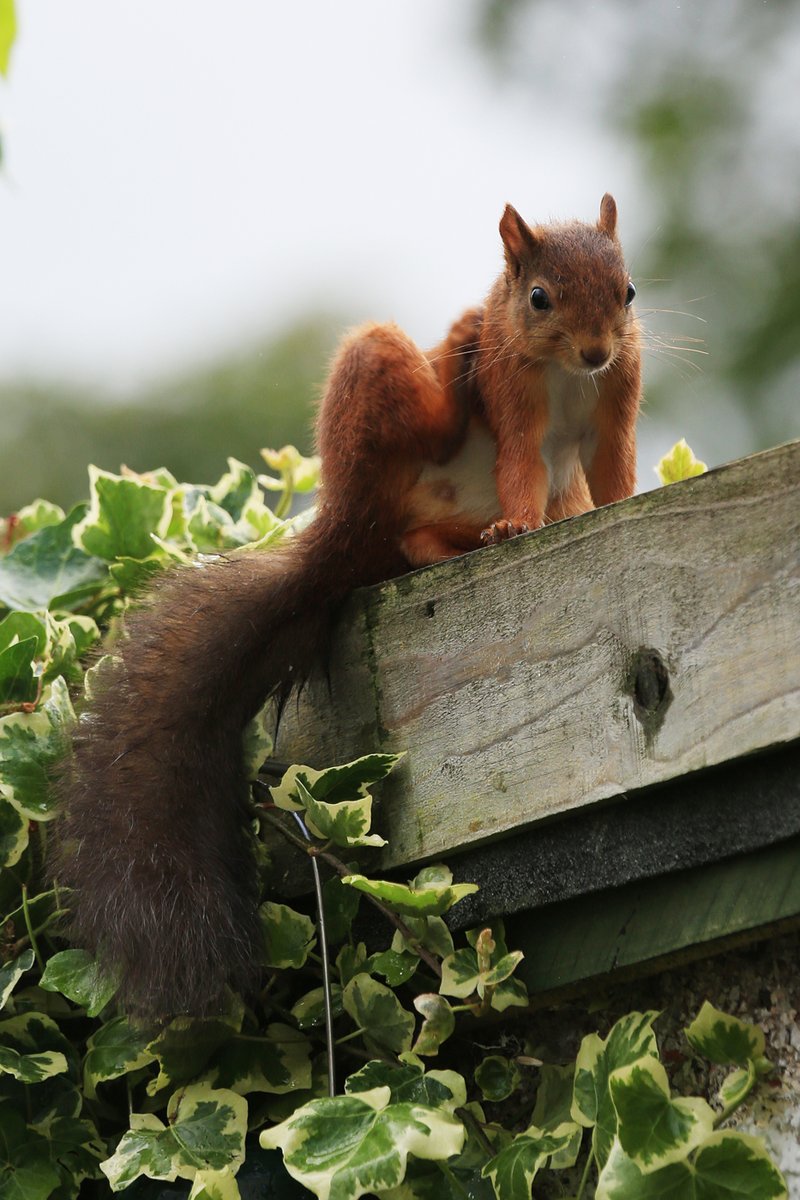 In my garden this morning, feasting on peanuts then onto my window feeder! Sadly, three months too late to get into my book, essential-teesdale.co.uk. And we don't (didn't?!) have red squirrels in #Teesdale!  @NorthPennAONB <a href="/ThisisDurham/">This is Durham</a> @bbcspringwatch <a href="/durhamwildlife/">DurhamWildlifeTrust</a>
