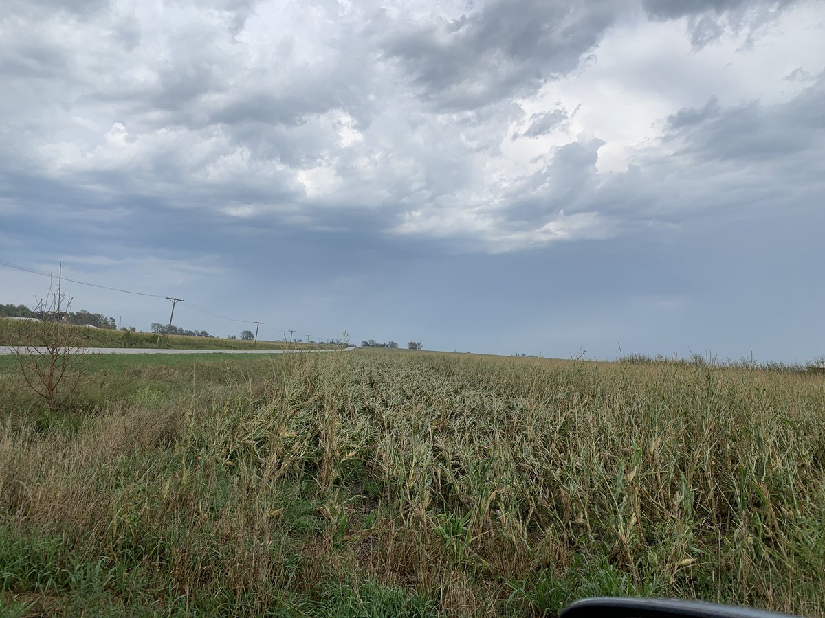 Driving home from my parents farm in north central iowa. Photos just don’t do the crop damage due to the August 10 derecho justice.