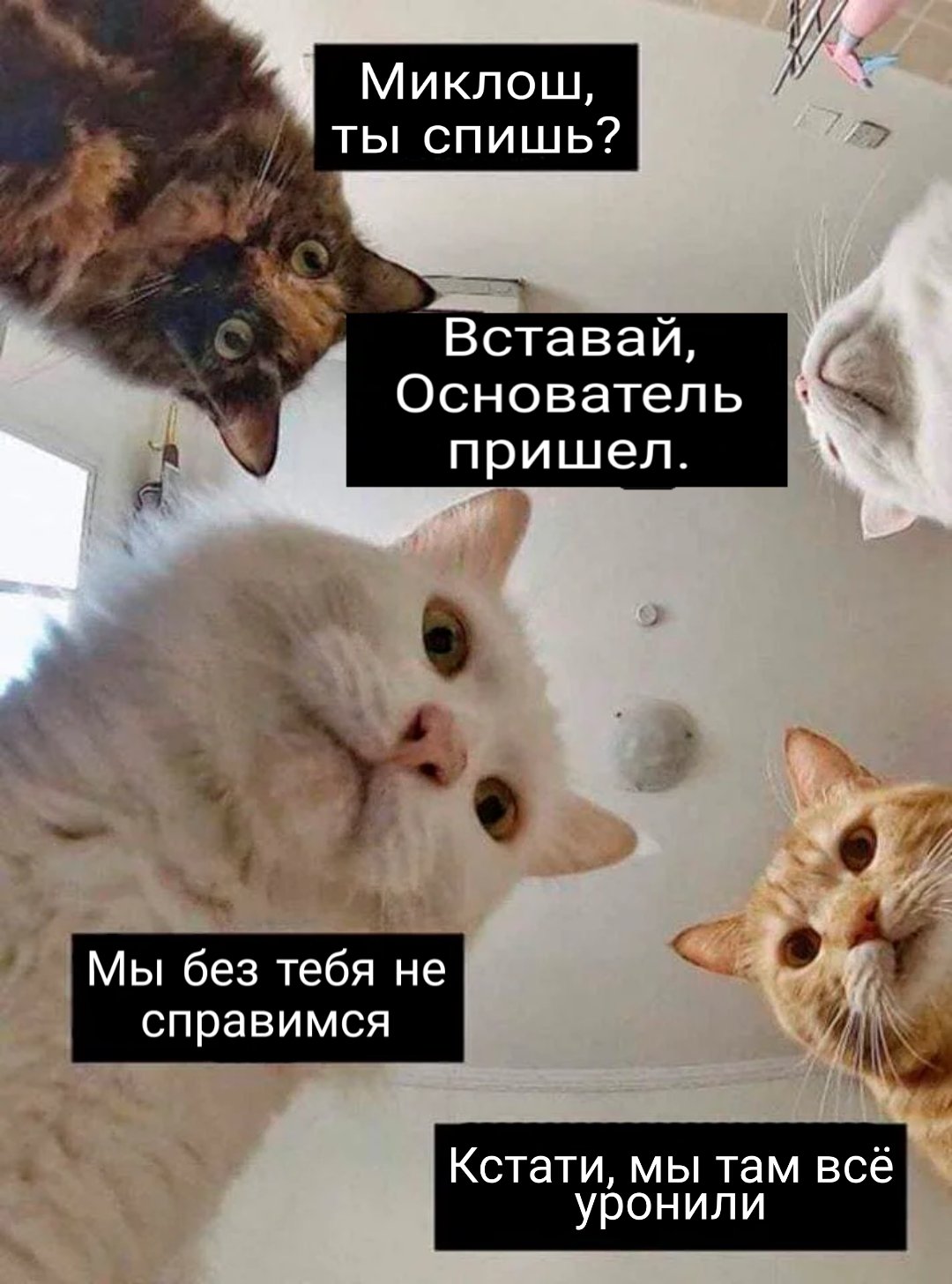 Мемы с котами и надписями Наташа